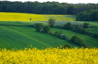 Rapslandschaft