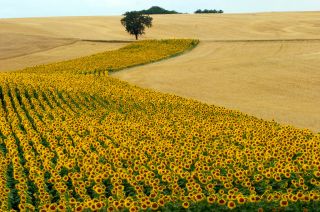 Sonnenblumen